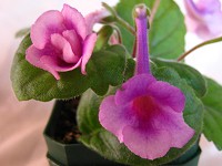 Sinningia 'Hummer' Sinningia 'Hummer'
